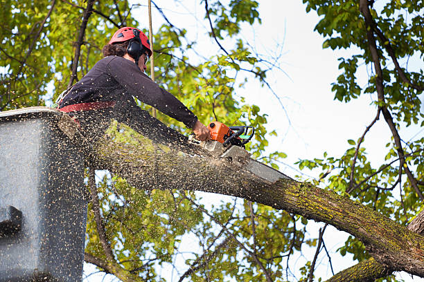 Best Tree Cutting Near Me  in USA